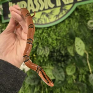 Oreocryptophis porphyraceus pulchra - Femelle