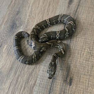 Elaphe schrenckii - Mâle