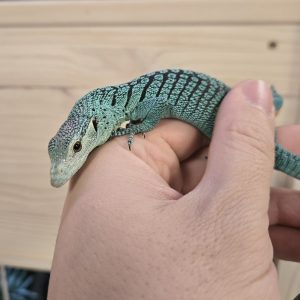 Varanus prasinus "Sorong" - N°1