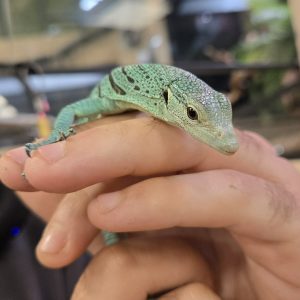 Varanus prasinus "Sorong" - n°2