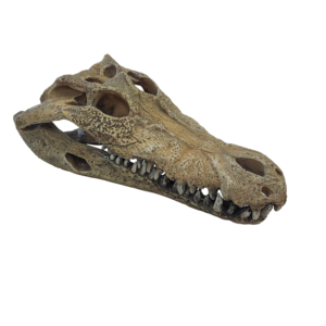 Crocodile - Reptodeco