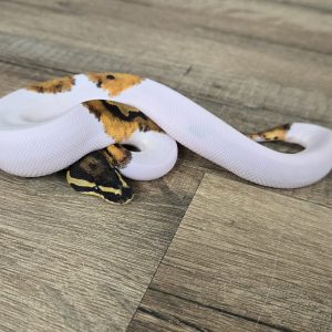 Python regius "Piebald" - Mâle n°503