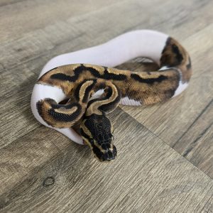 Python regius "Piebald" - Femelle n°504