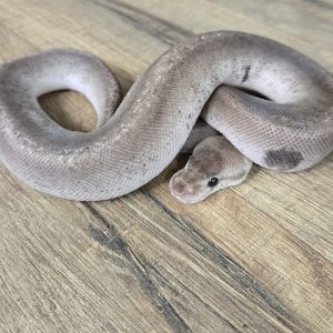 Python regius "Eight Ball GHI Pastel" - Femelle n°484