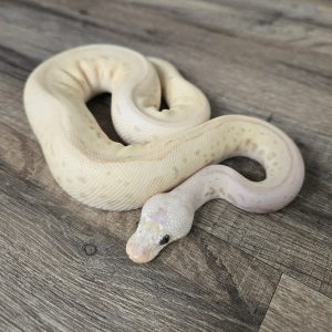 Python regius "Batman Banana Pastel" - Mâle n°391