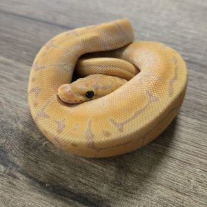 Python regius "Banana Pinstripe" - Mâle n°508