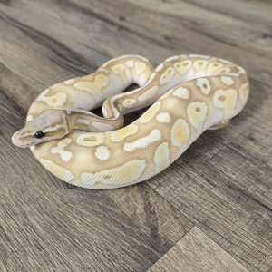 Python regius "Banana Butter Pastel" - Femelle n°420