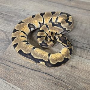 Python regius "Enchi" - Femelle n°24