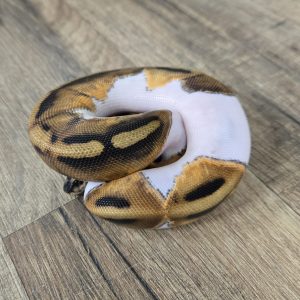 Python regius "Piebald" - Femelle n°505