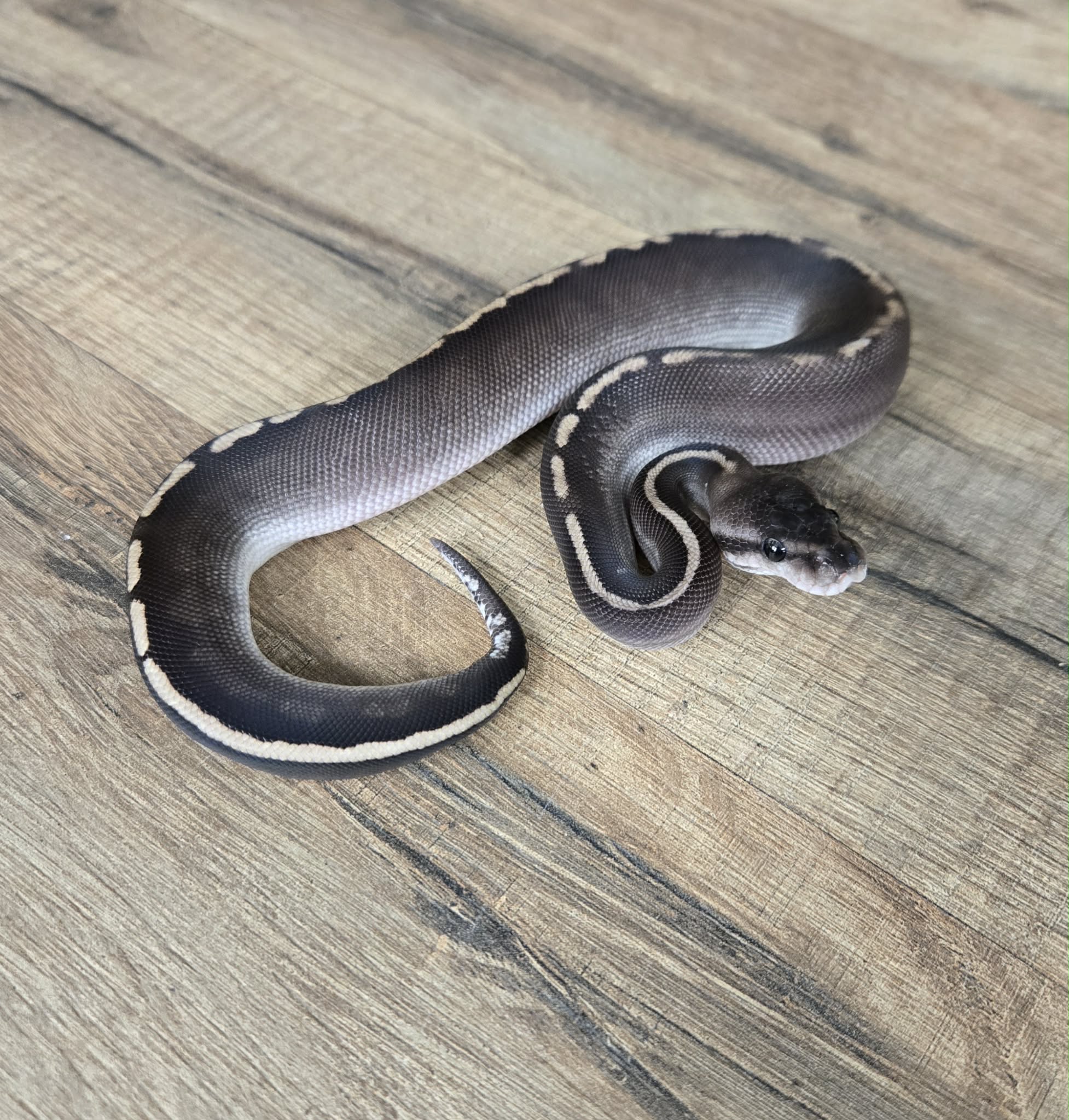 Python regius “GHI Black Pastel Phantom” – Mâle n°513 – Jurassic NAC