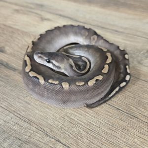 Python regius "Black Pastel GHI" - Femelle n°488