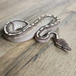 Python regius "GHI Black Pastel Butter" - Femelle n°475