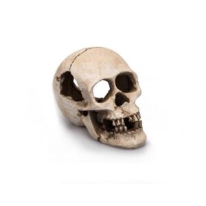 Human skull 16cm - Giganterra