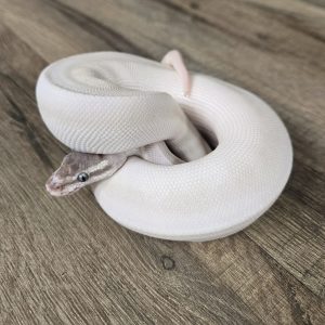 Python regius "Super Mojave" - Femelle n°376