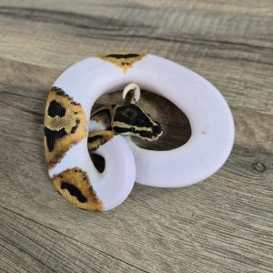 Python regius "Piebald" - Mâle n°502