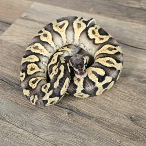 Python regius " Super Pastel Orange Dream" - Femelle n°430