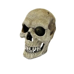 Human skull XL - Reptodeco