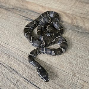 Elaphe schrenckii "Het melanistic" - Femelle