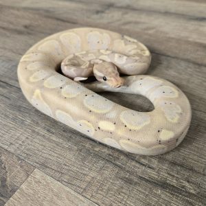 Python regius "Banana Sugar" - Mâle n°425
