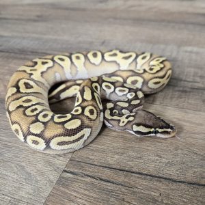 Python regius "Super Pastel Mojave" - Femelle n°450