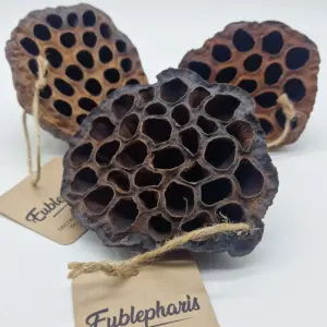Gousse de Lotus - Eublepharis