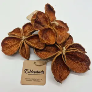 Gousse Sterculia - Eublepharis
