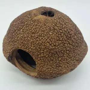 Cachette Javari 15 cm - Eublepharis
