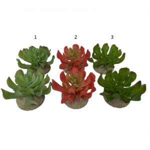 Echeveria 1 - TerraDella