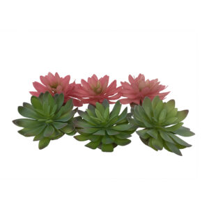 Echeveria 2 - TerraDella