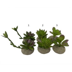 Succulente - TerraDella