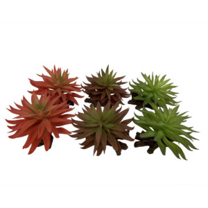 Sedum - TerraDella
