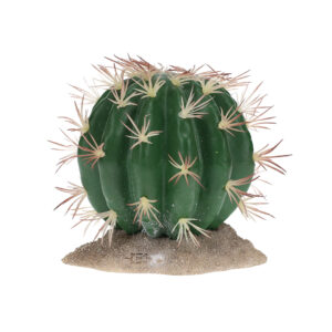 Echinocactus vert - TerraDella