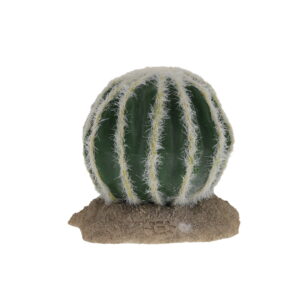 Echinocactus vert - TerraDella