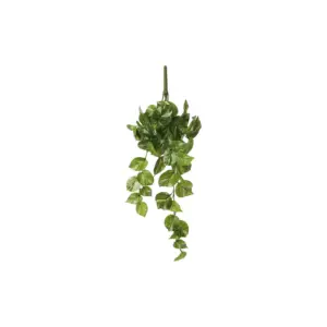 Pothos à suspendre - Mica