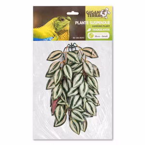 Plante suspendue Tradescantia - Giganterra