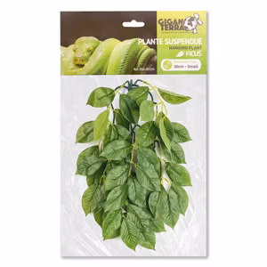 Plante suspendue Ficus - Giganterra