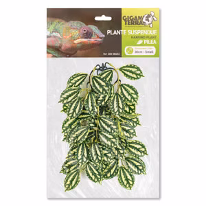 Plante suspendue Pilea - Giganterra