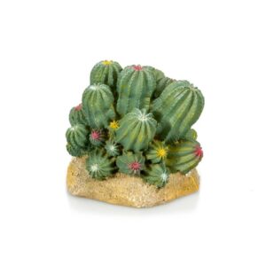Cactus - Giganterra