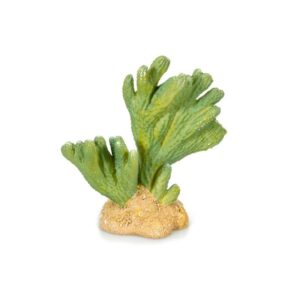 Cactus - Giganterra