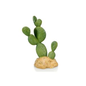 Cactus - Giganterra