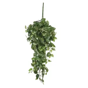 Chute de Scindapsus - Mica