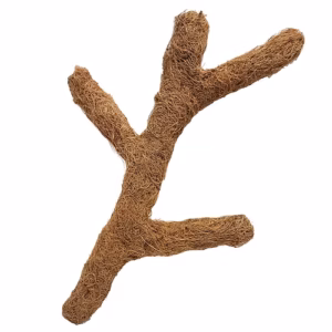 Branches de coco - Reptiles-planet