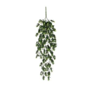 Schefflera à suspendre - Mica