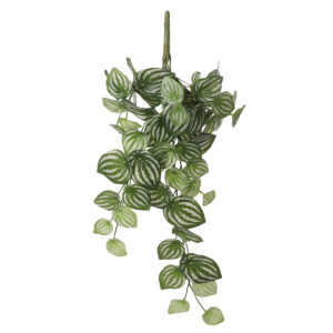 Peperomia à suspendre - Mica