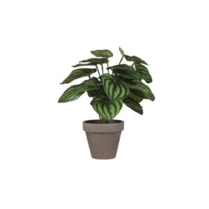 Peperomia - Mica