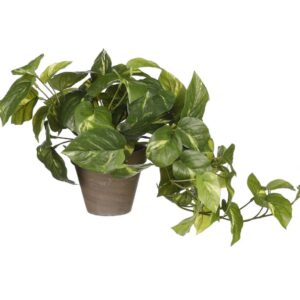 Pothos - Mica