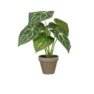 Caladium - Mica
