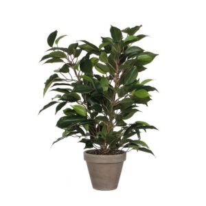 Ficus Natasja - Mica