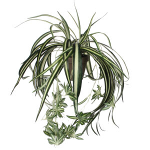 Chlorophytum - Mica