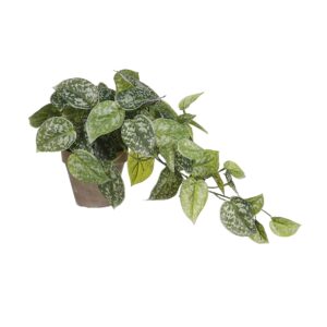 Scindapsus - Mica